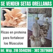 SE VENDEN SETAS ORELLANAS Ricas en proteína