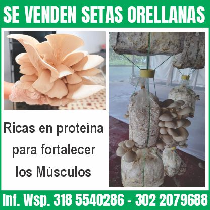 SE VENDEN SETAS ORELLANAS Ricas en proteína