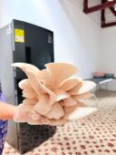 SE VENDEN SETAS ORELLANAS Ricas en proteína