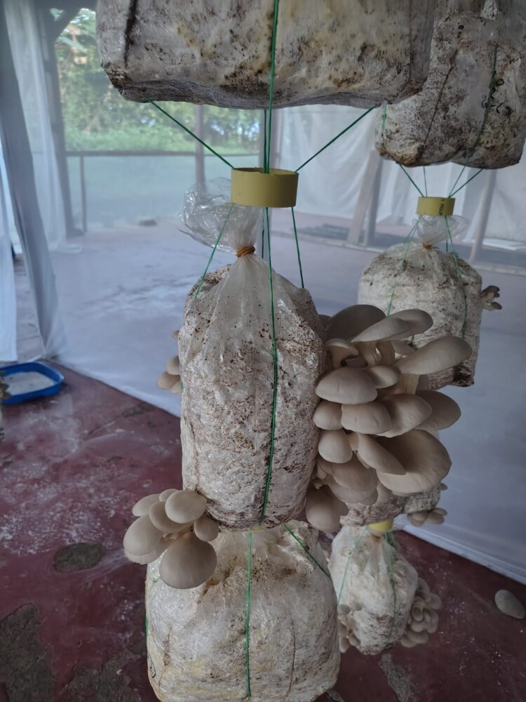 SE VENDEN SETAS ORELLANAS Ricas en proteína